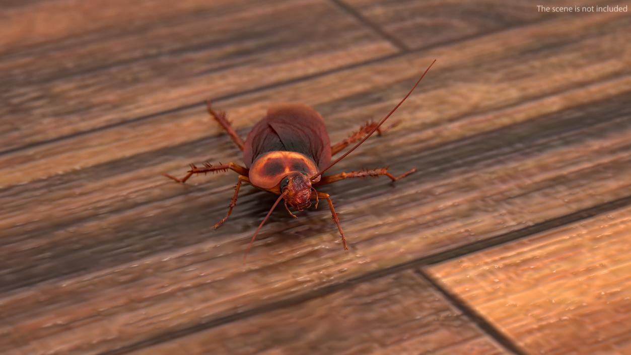 3D Animated Cockroach Running Rigged model