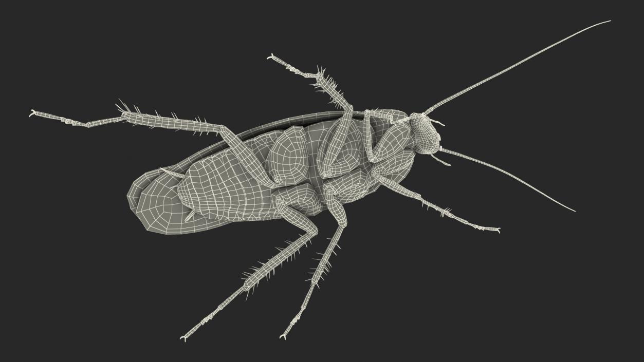 3D Animated Cockroach Running Rigged model