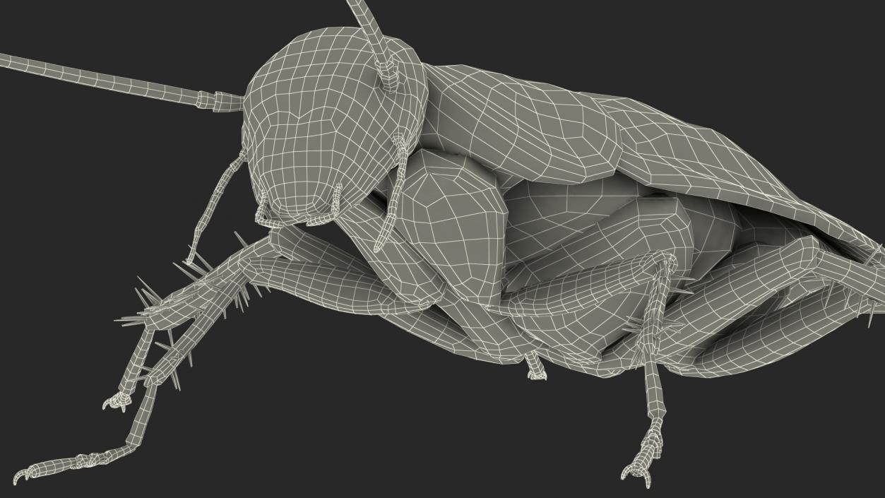 3D Animated Cockroach Running Rigged model