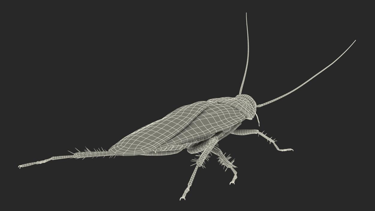 3D Animated Cockroach Running Rigged model