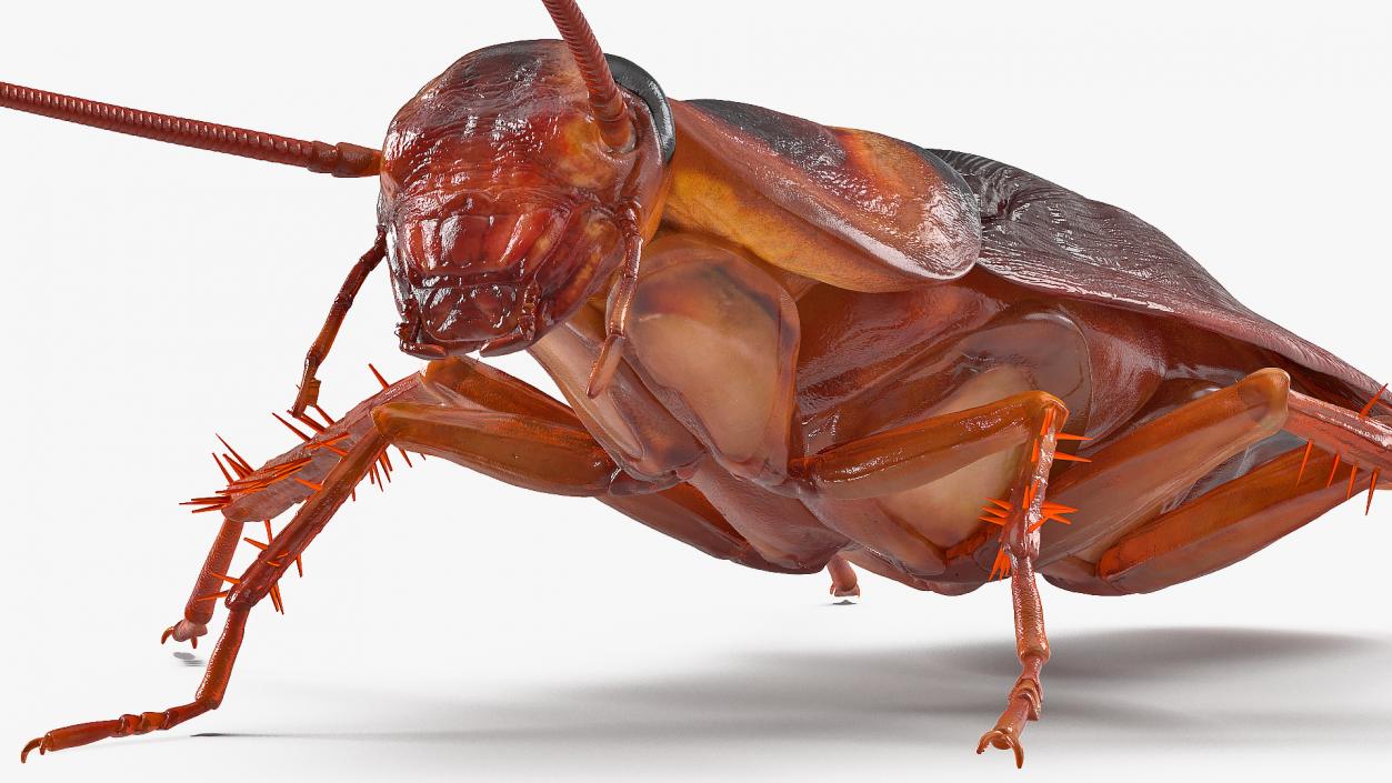 3D Animated Cockroach Running Rigged model