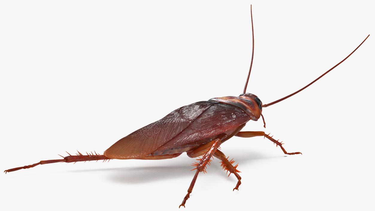 3D Animated Cockroach Running Rigged model