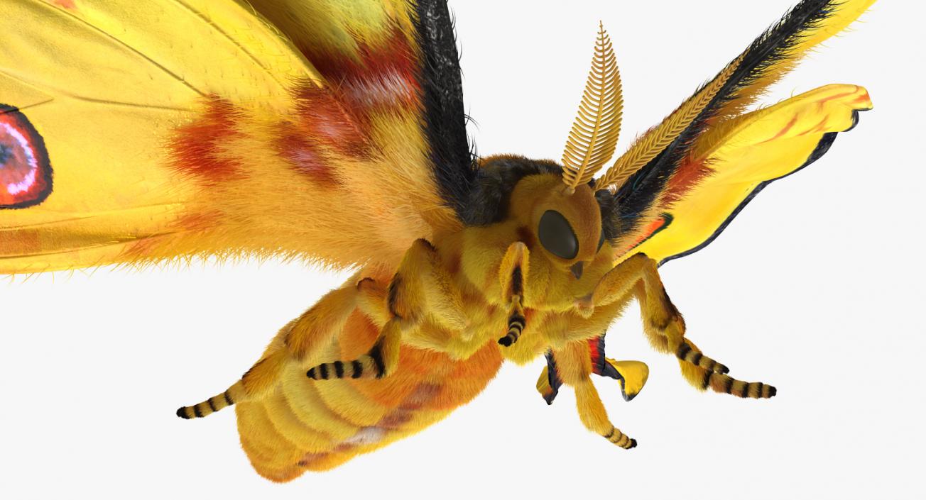 3D Rigged Moths Collection model