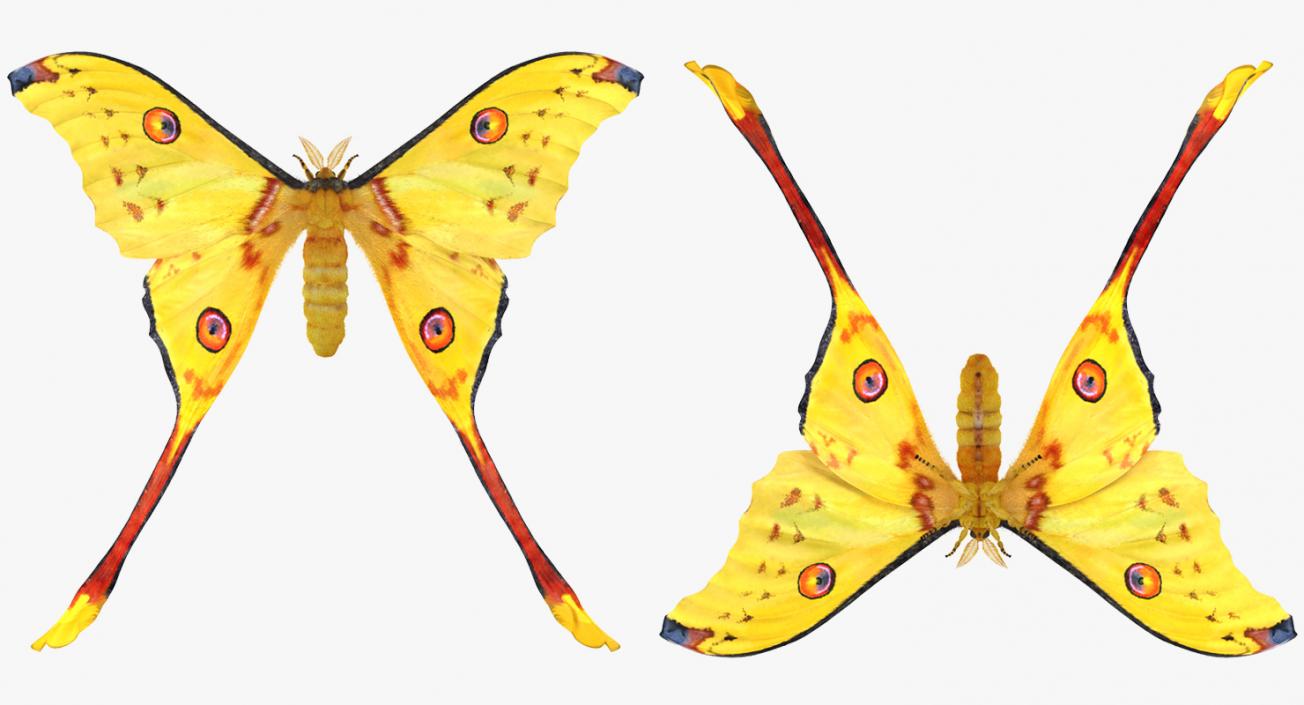 3D Rigged Moths Collection model