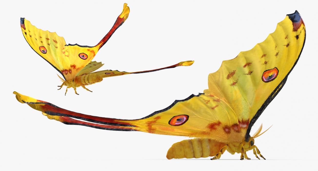 3D Rigged Moths Collection model