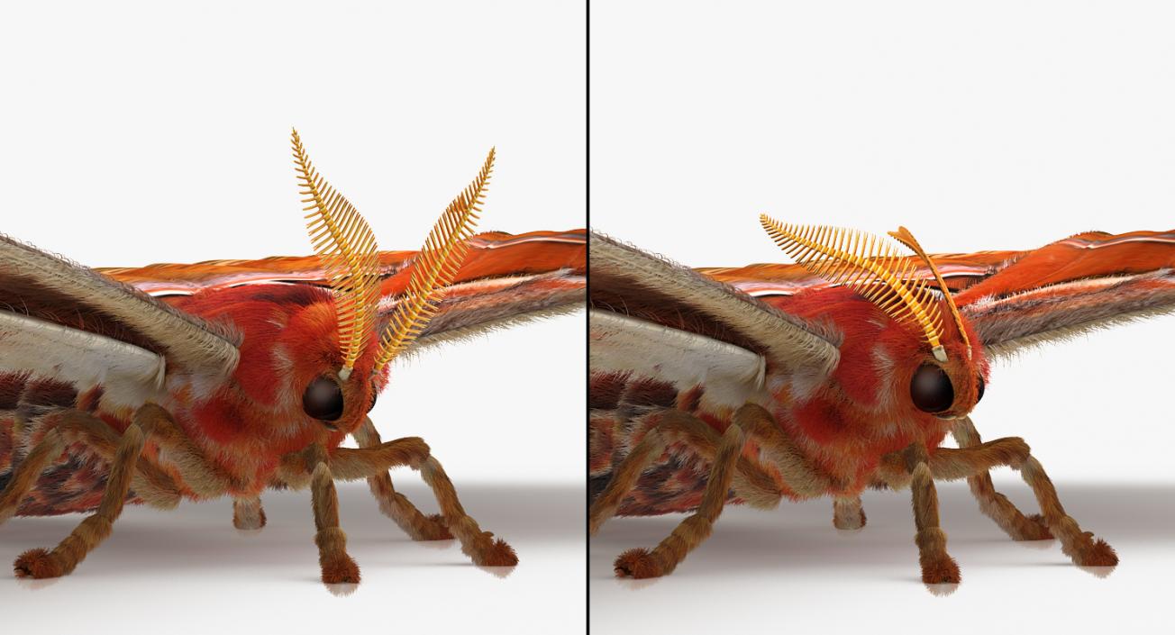 3D Rigged Moths Collection model