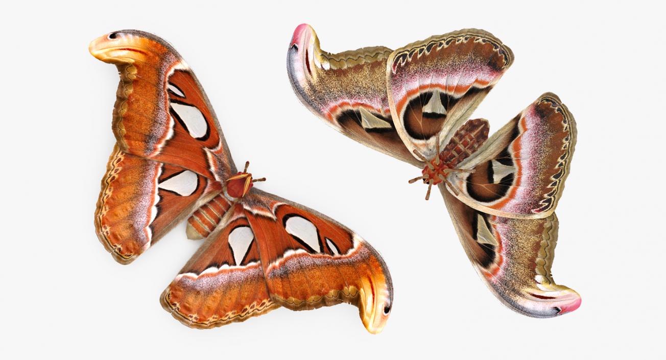 3D Rigged Moths Collection model