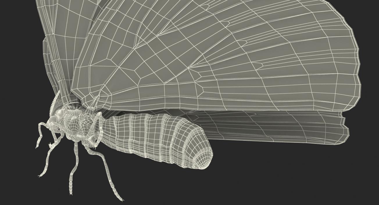 3D Rigged Moths Collection model