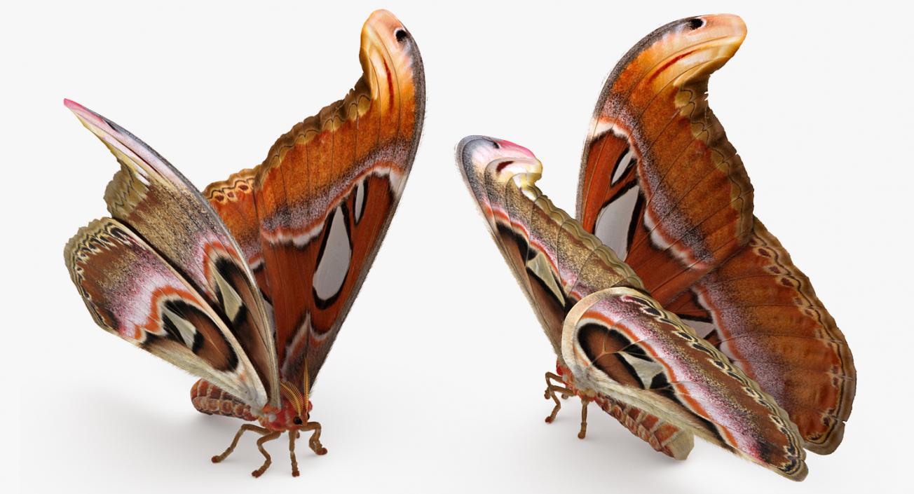 3D Rigged Moths Collection model