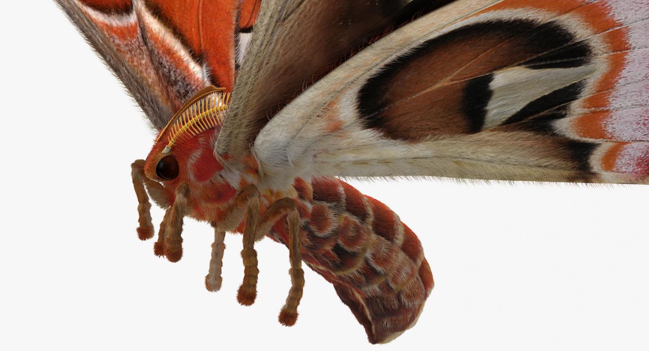 3D Rigged Moths Collection model