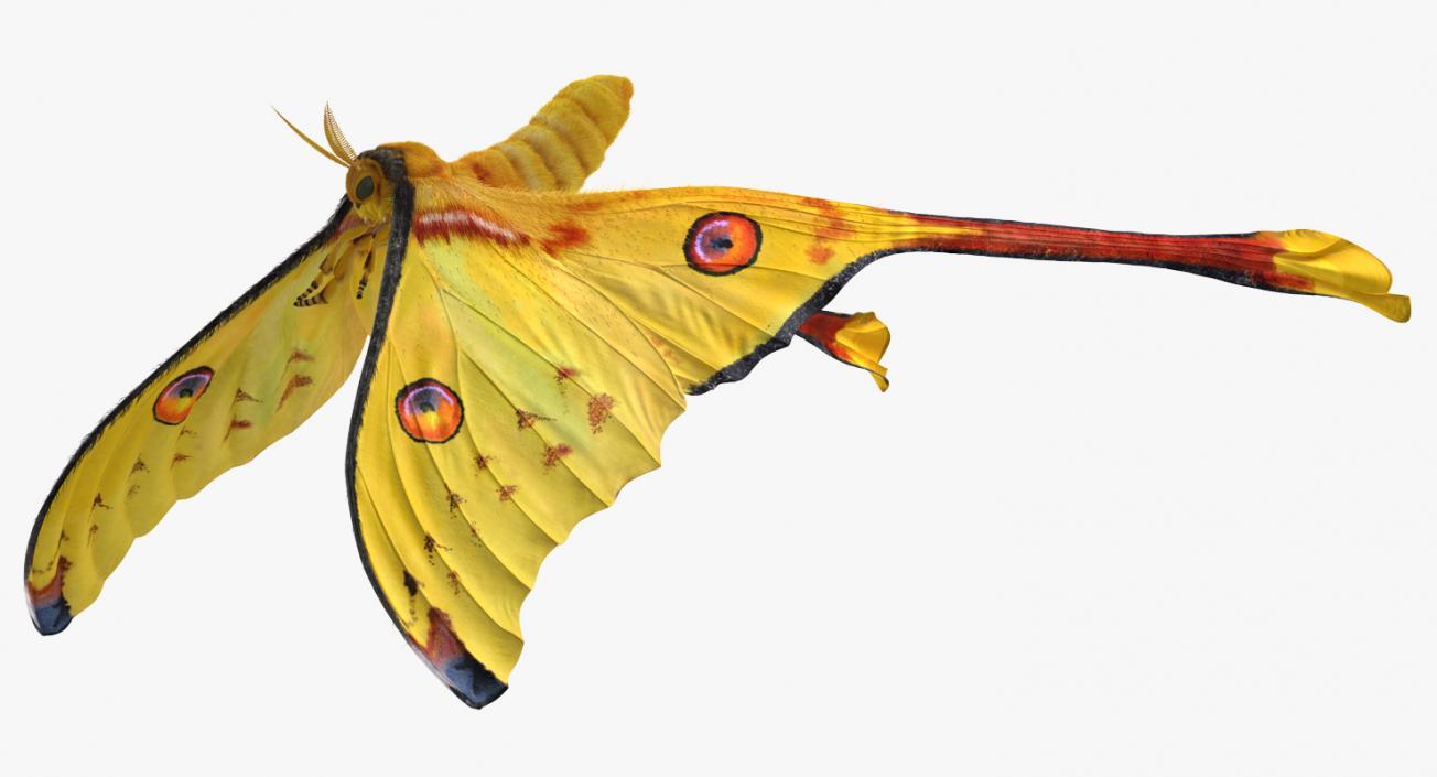 3D Rigged Moths Collection model