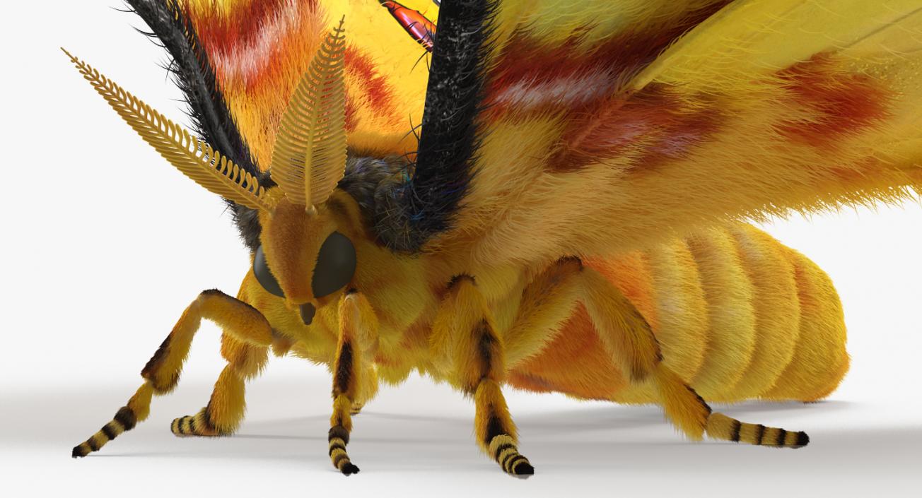 3D Rigged Moths Collection model