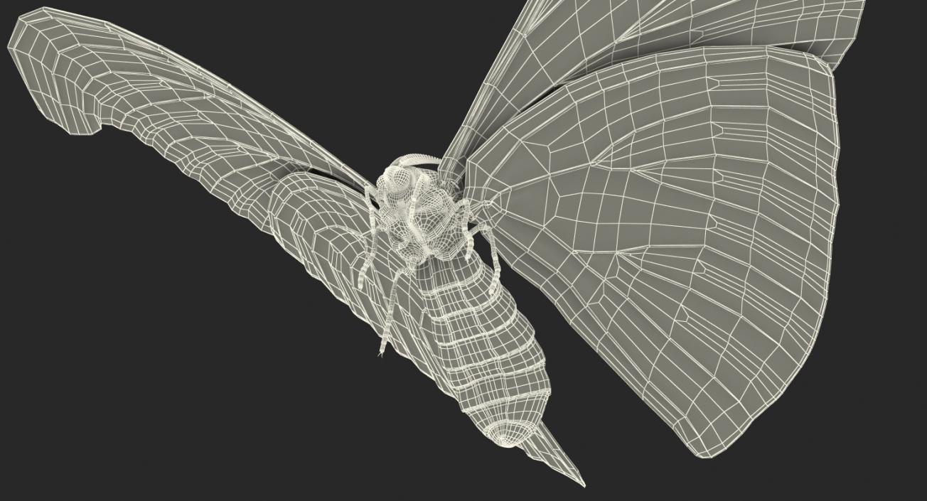 3D Rigged Moths Collection model