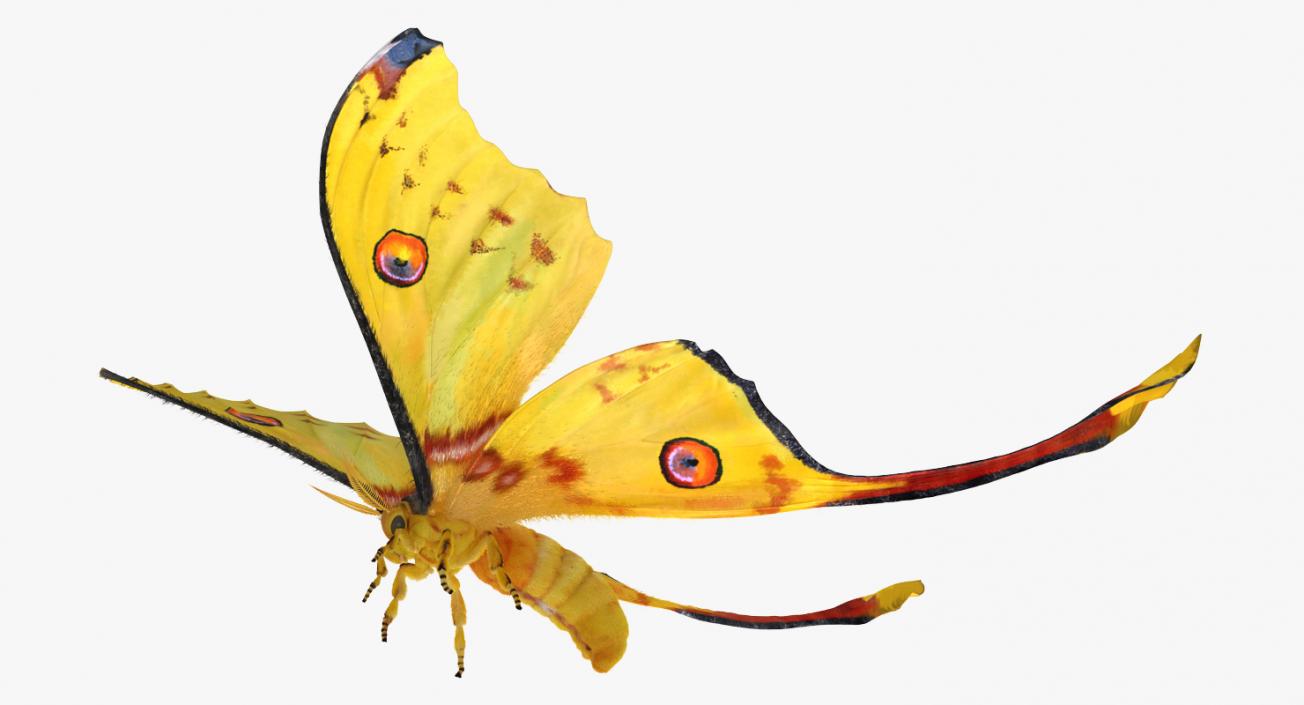 3D Rigged Moths Collection model