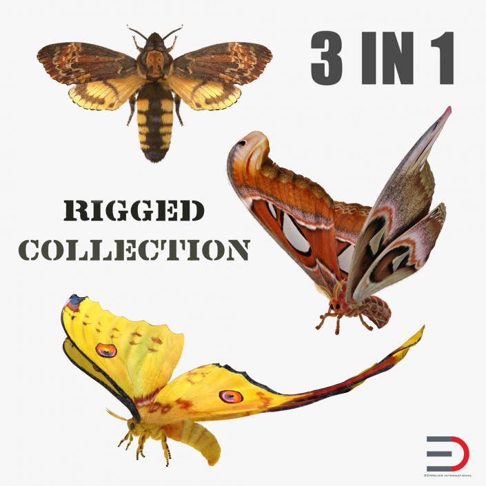 3D Rigged Moths Collection model