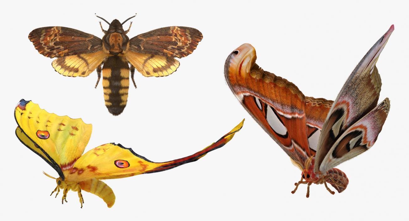 3D Rigged Moths Collection model