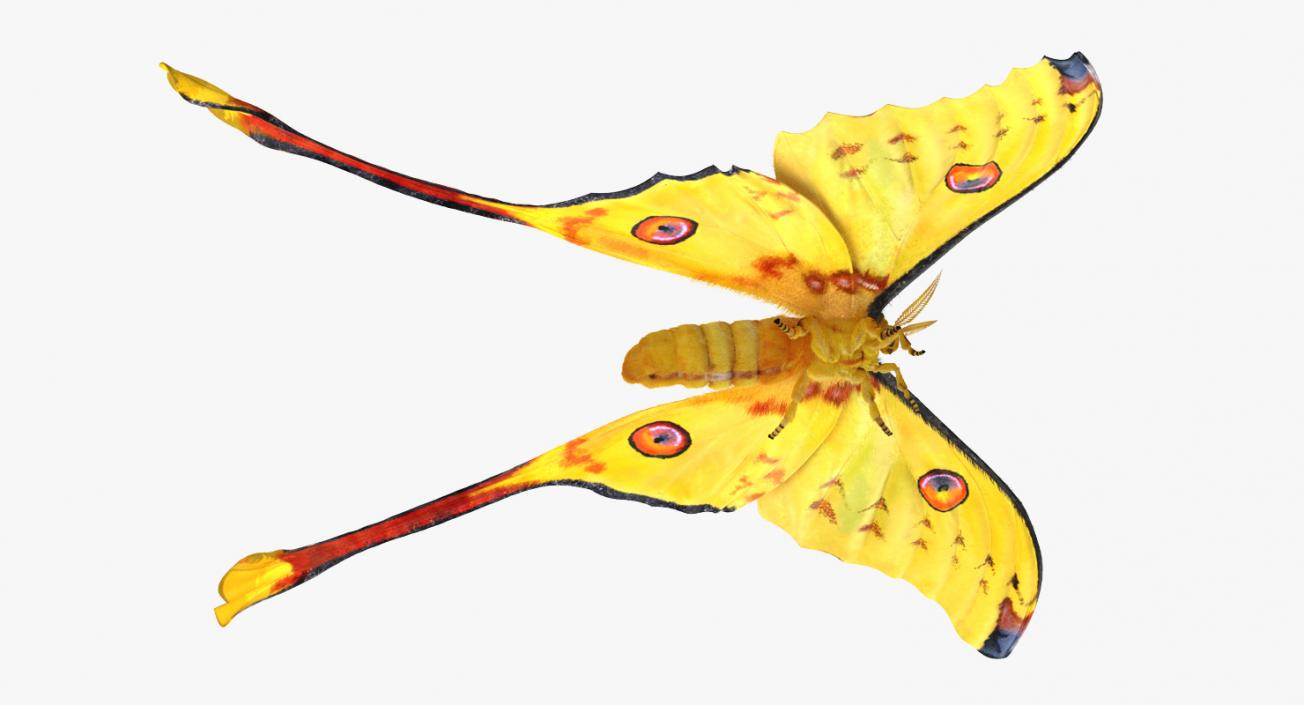 3D Rigged Moths Collection model