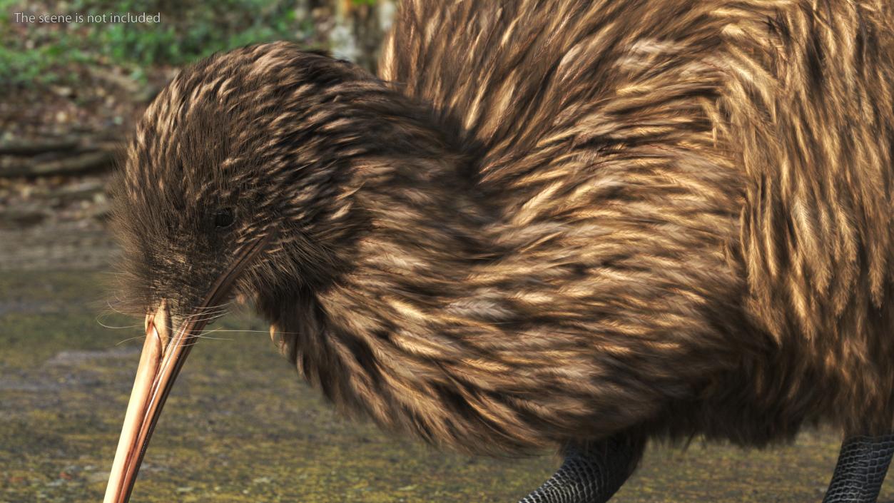 3D Cute Kiwi Bird Fur model