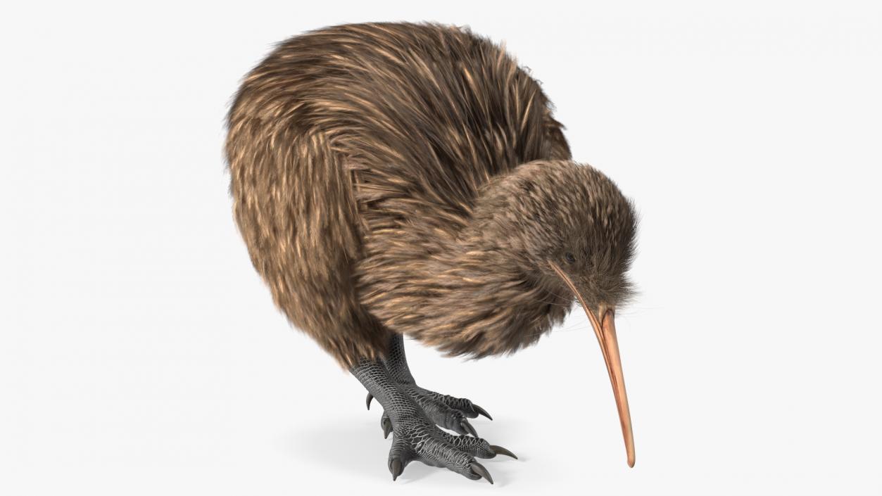 3D Cute Kiwi Bird Fur model