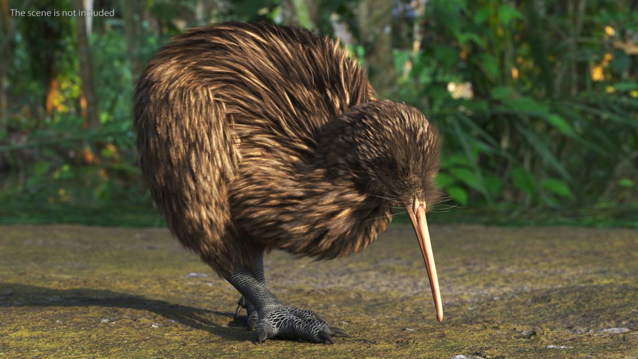 3D Cute Kiwi Bird Fur model