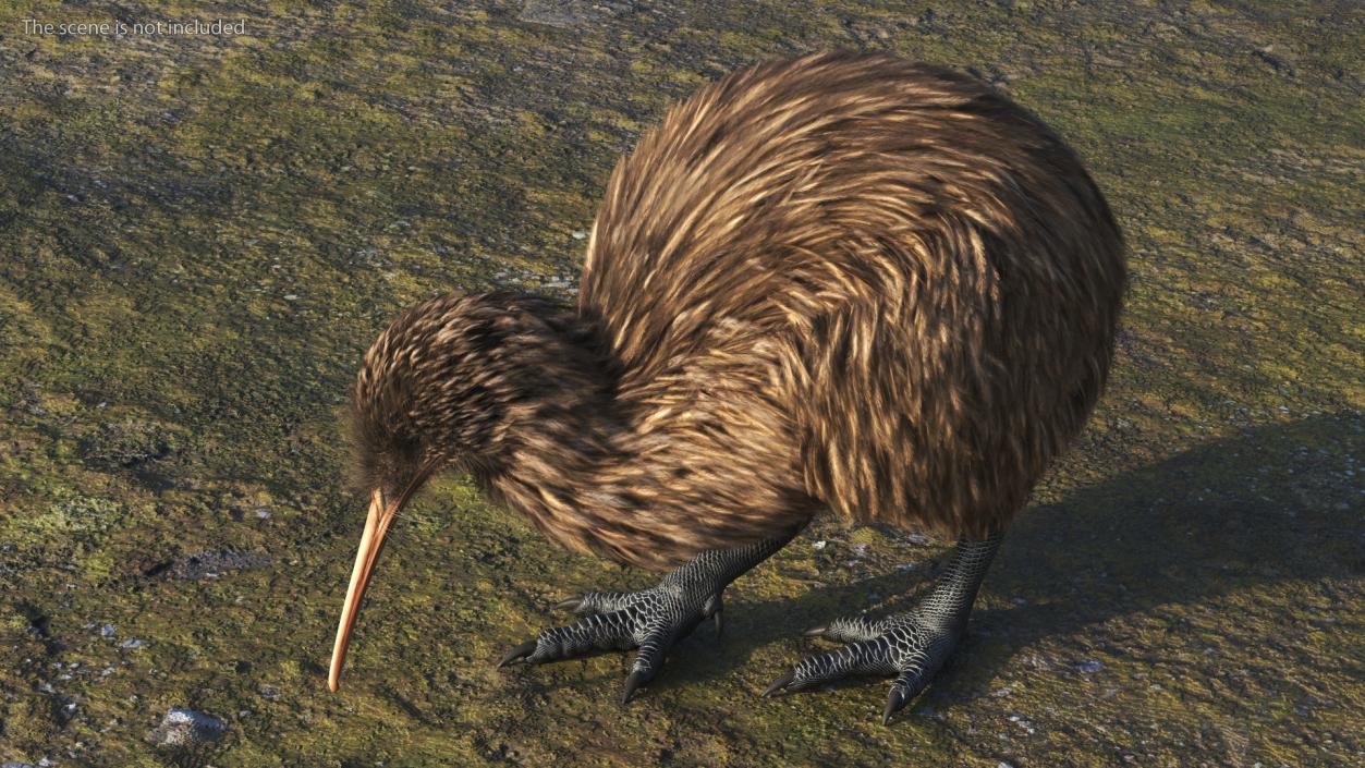 3D Cute Kiwi Bird Fur model