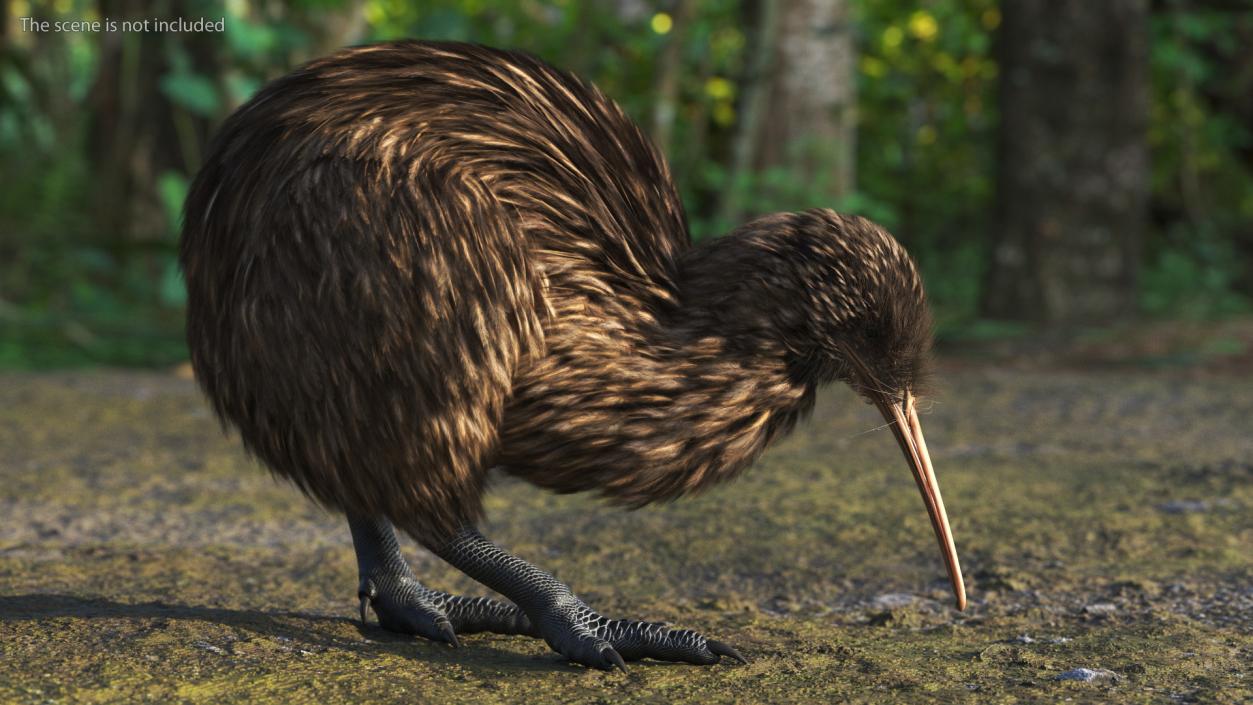 3D Cute Kiwi Bird Fur model