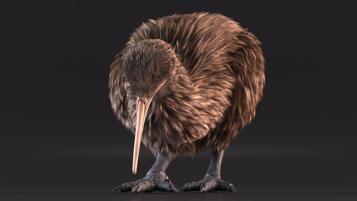 3D Cute Kiwi Bird Fur model