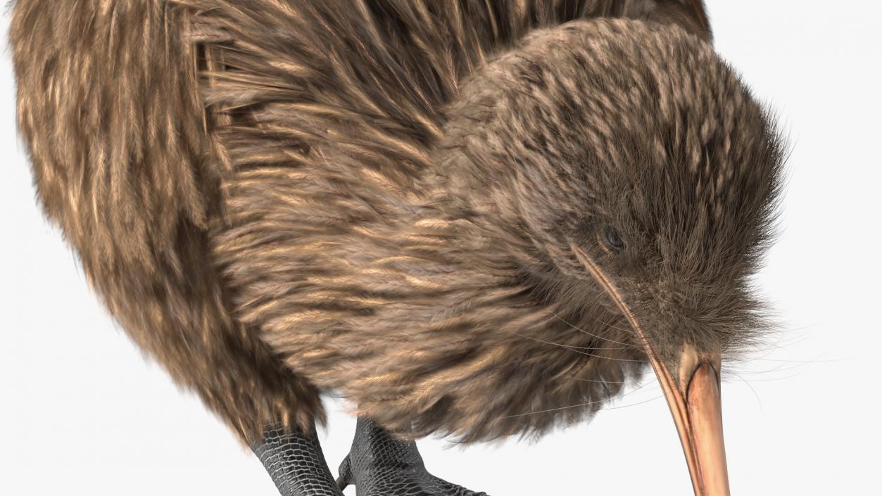 3D Cute Kiwi Bird Fur model