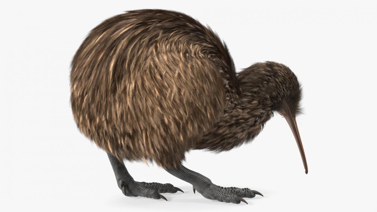 3D Cute Kiwi Bird Fur model