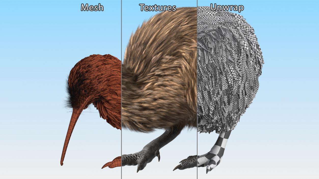 3D Cute Kiwi Bird Fur model