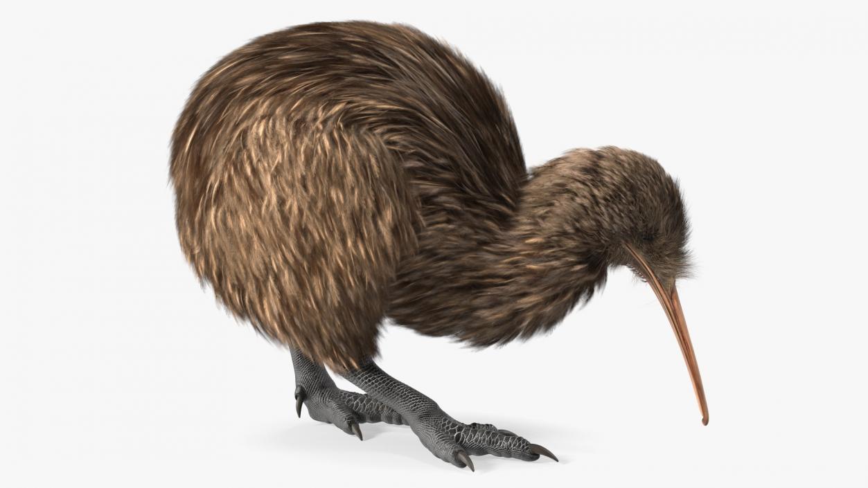 3D Cute Kiwi Bird Fur model