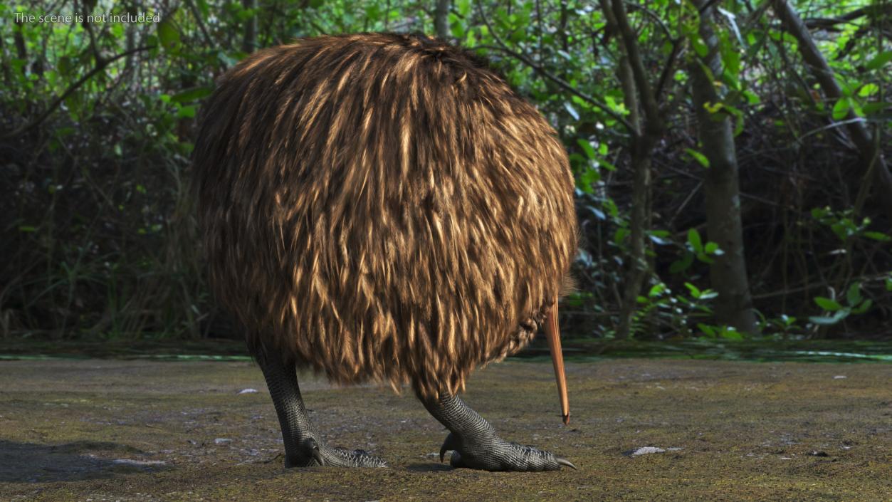 3D Cute Kiwi Bird Fur model