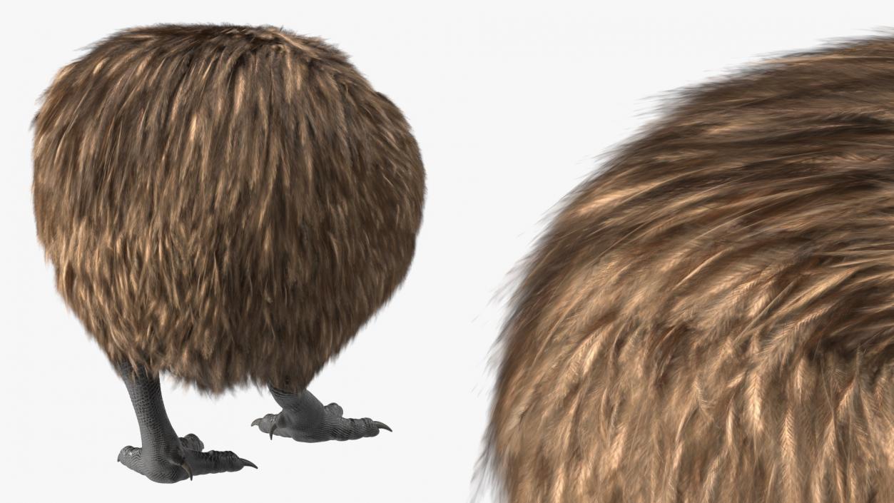 3D Cute Kiwi Bird Fur model