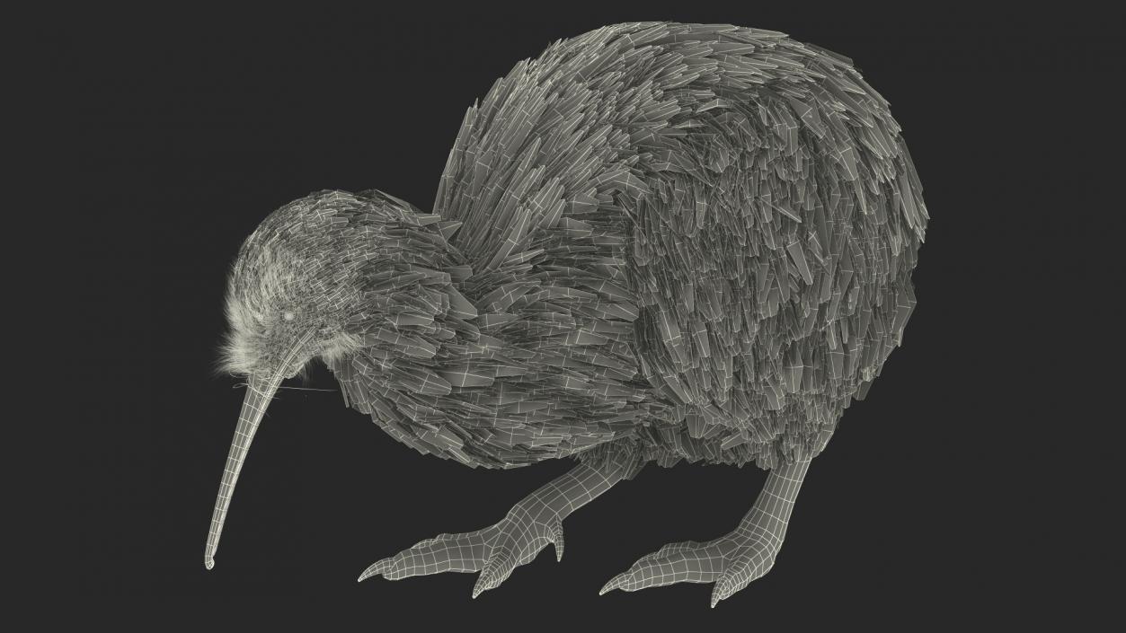 3D Cute Kiwi Bird Fur model