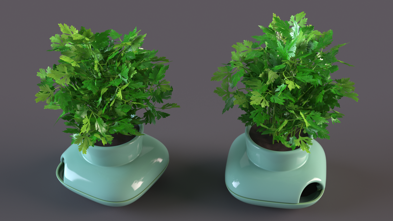 Stoneware Single Herb Pot Green with Parsley 3D model