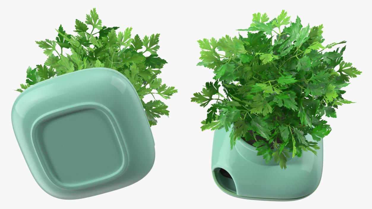 Stoneware Single Herb Pot Green with Parsley 3D model