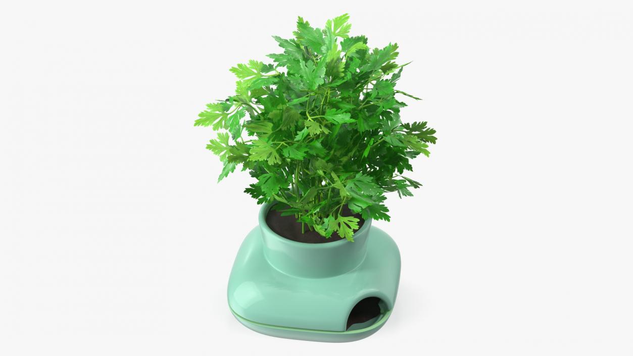 Stoneware Single Herb Pot Green with Parsley 3D model