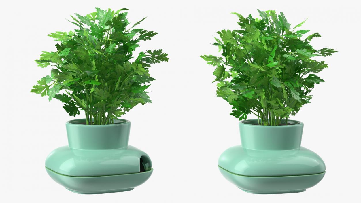 Stoneware Single Herb Pot Green with Parsley 3D model