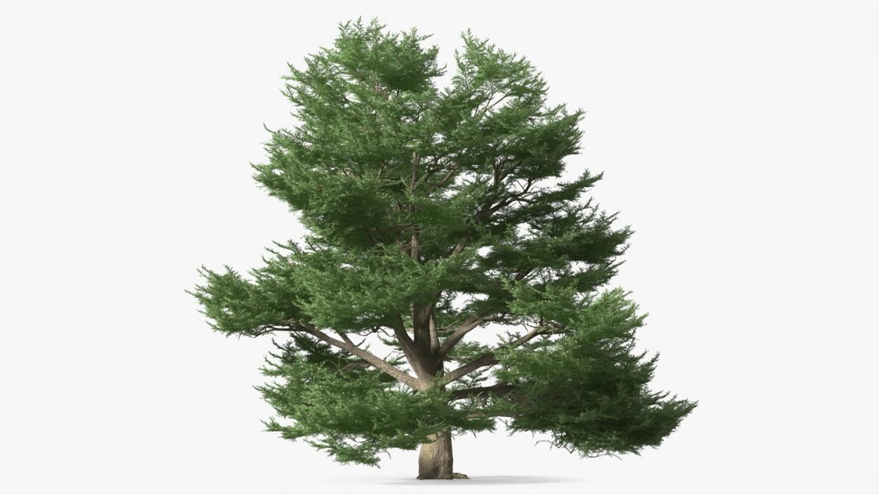 3D Cedrus Libani Big Green Tree model