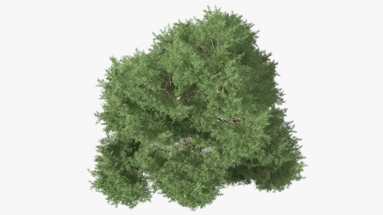 3D Cedrus Libani Big Green Tree model