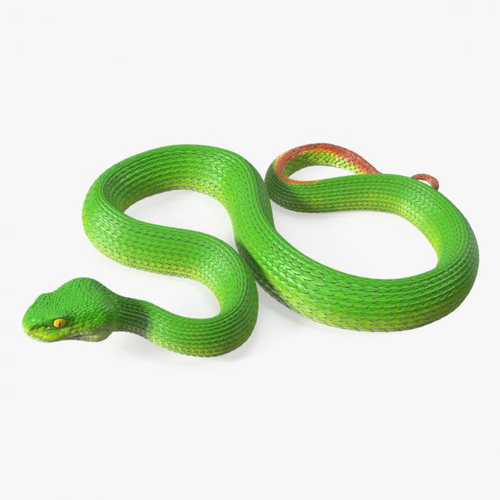 3D model Viper Green Trimeresurus Rigged for Cinema 4D