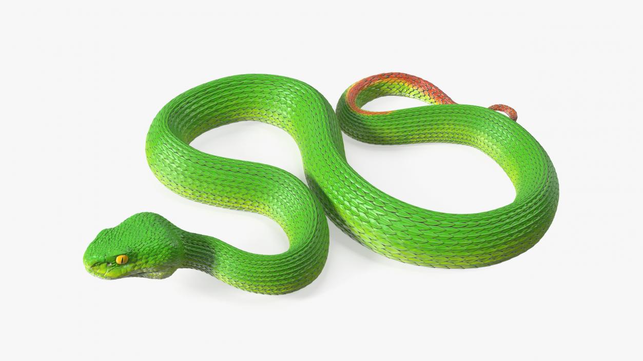 3D model Viper Green Trimeresurus Rigged for Cinema 4D