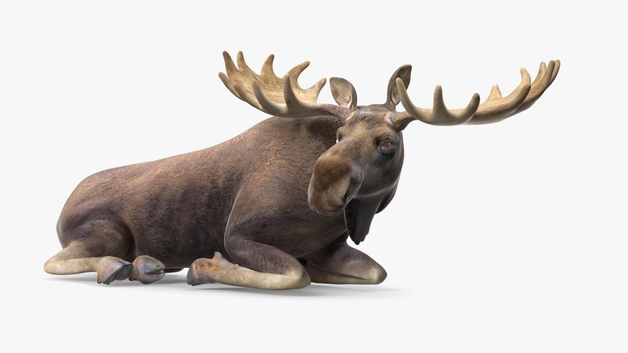 3D Elk No Fur Rigged for Maya