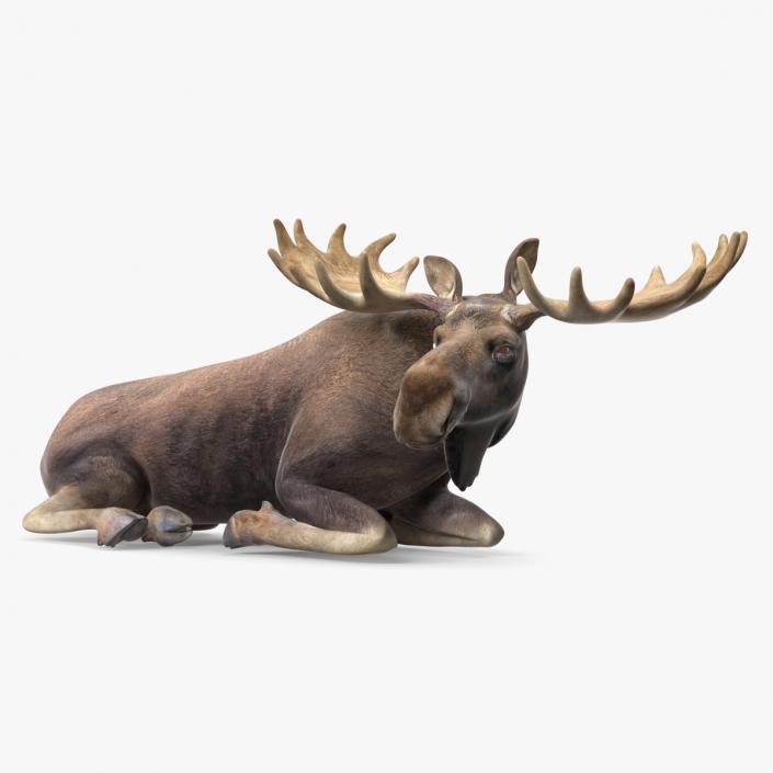 3D Elk No Fur Rigged for Maya