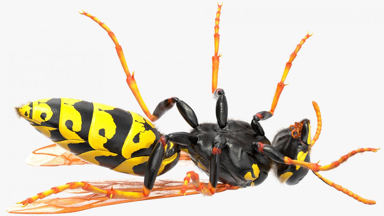 Wasp Standing Pose Fur 3D