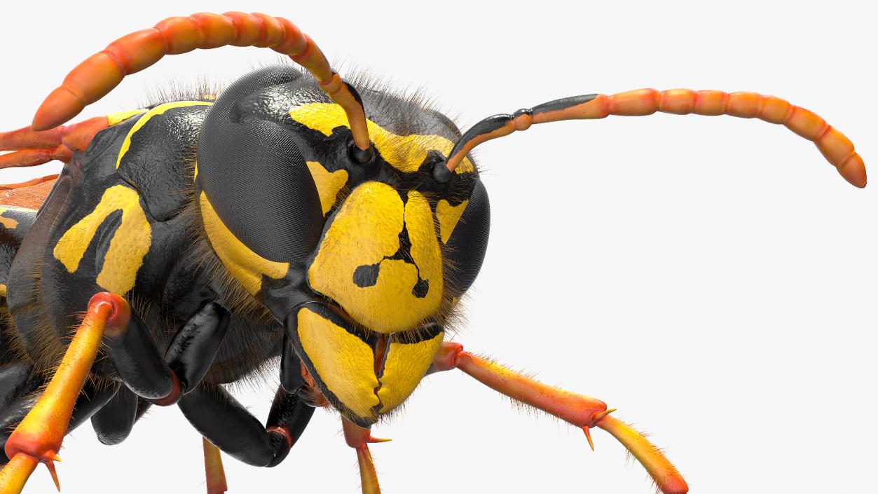 Wasp Standing Pose Fur 3D