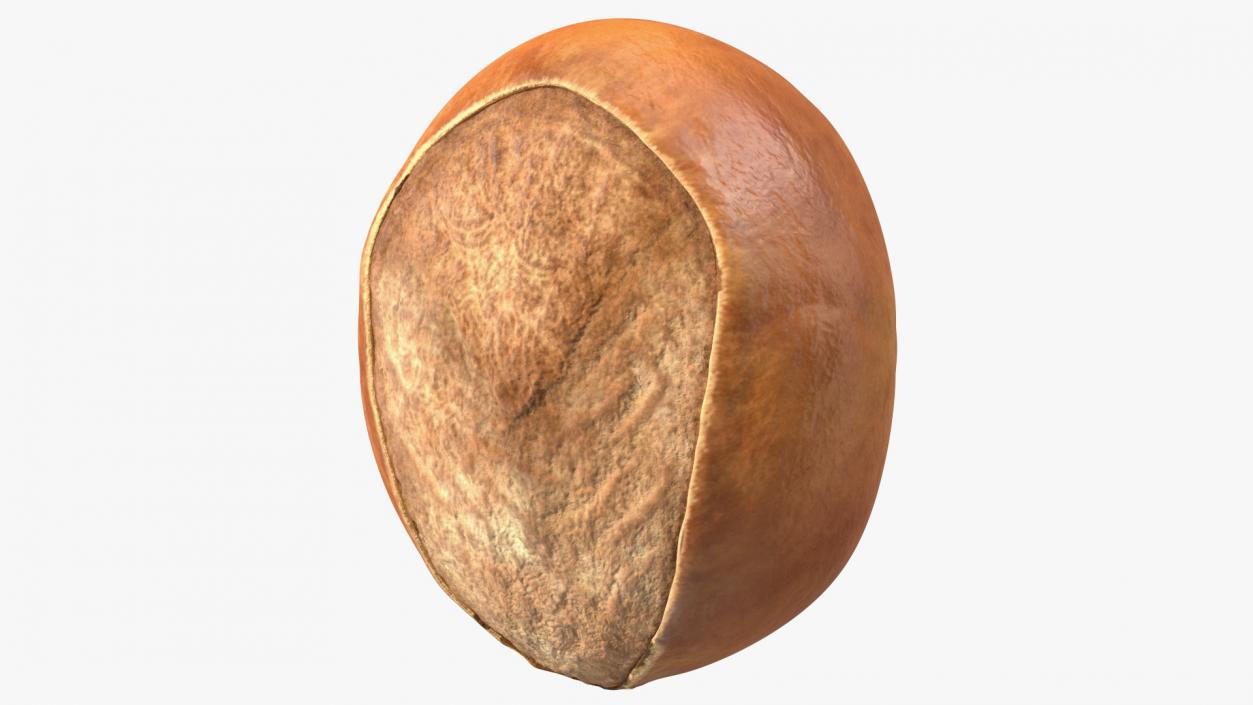 3D model Shea Nut