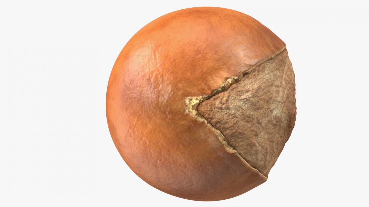 3D model Shea Nut