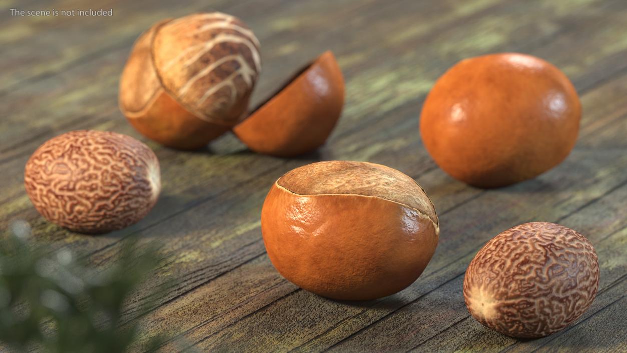 3D model Shea Nut