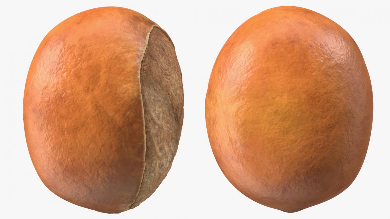 3D model Shea Nut